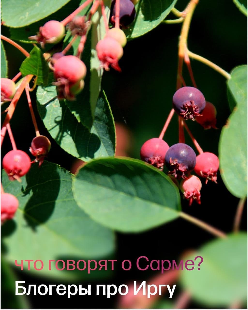 Что говорят о Сарме?