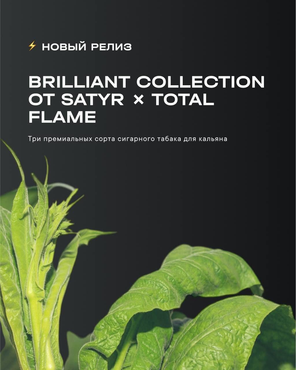 Наглядная инфографика Brilliant Collection от Satyr Tobacco x Total Flame @TotalFlame2010