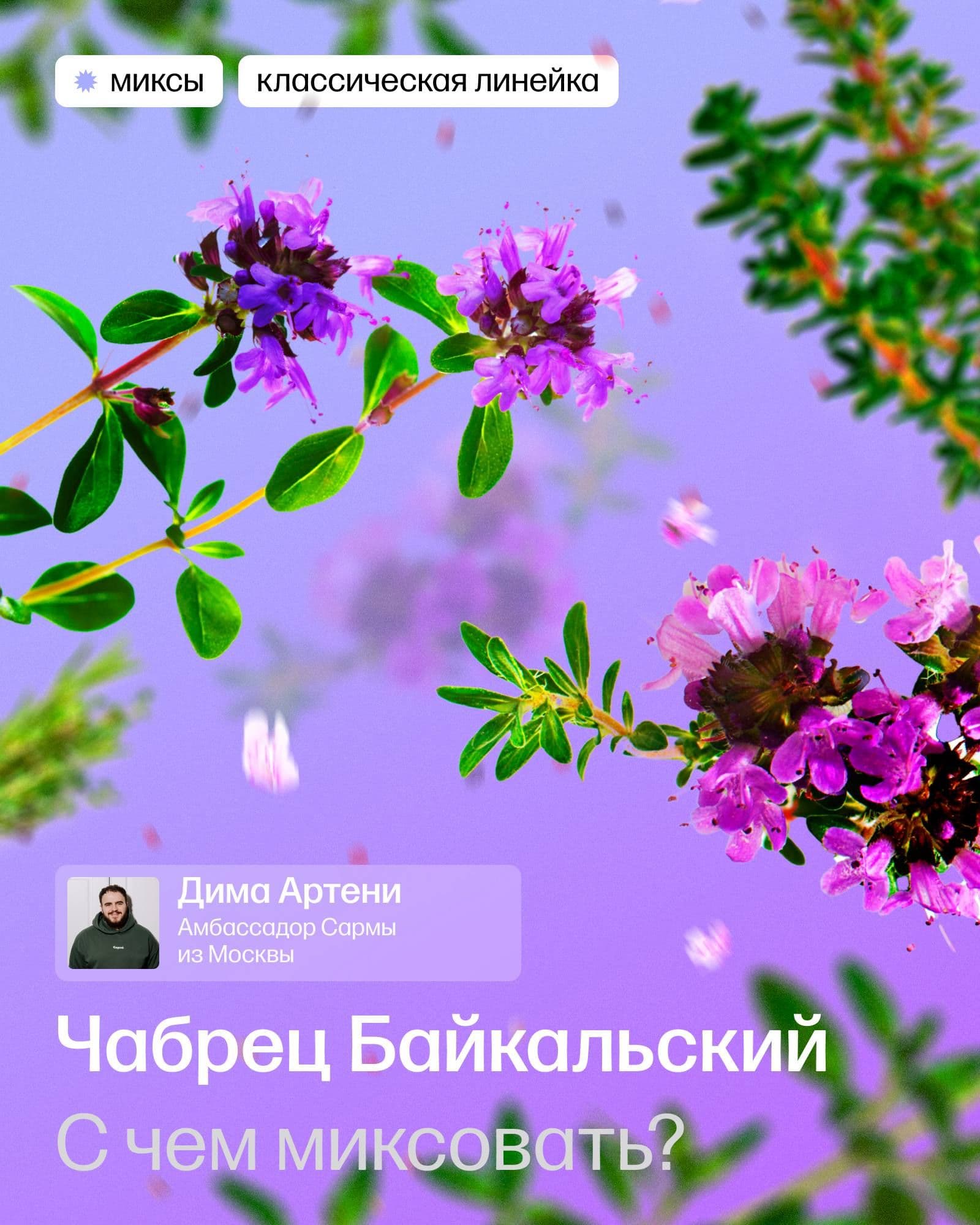 Миксы с чабрецом байкальским