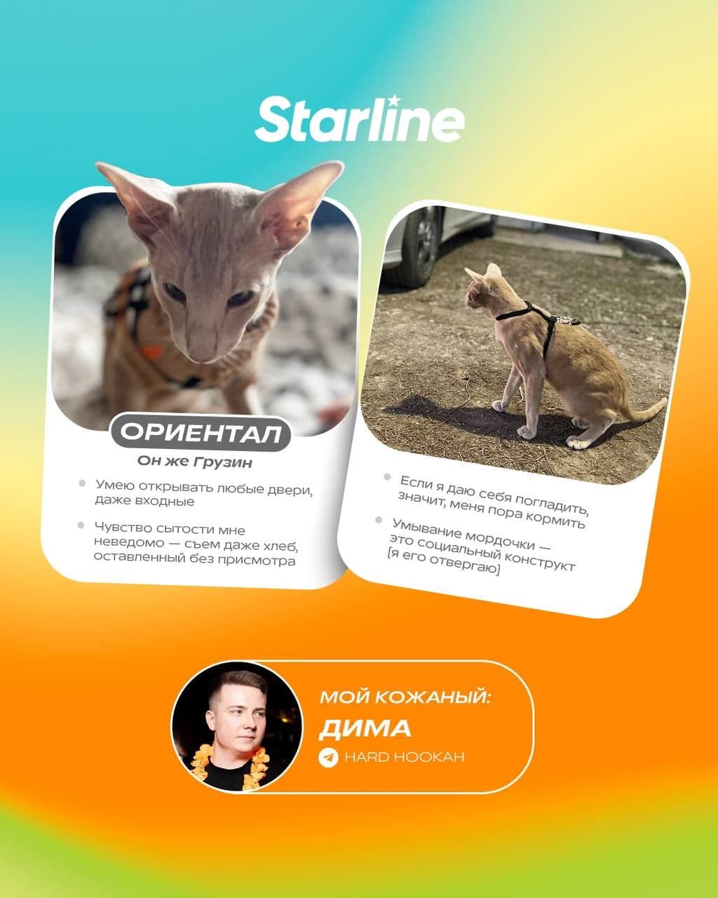 Доброе утро начнём с ми-ми-мишки?🐱