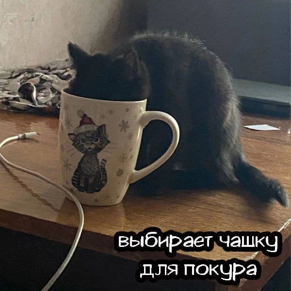 Котики познают кальянное ремесло